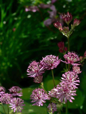 Astrantia_Morgenlicht.jpg