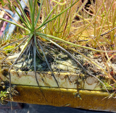 Drosophyllum floating device.jpg