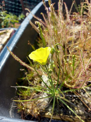Drosophyllum in flower hydroponic.jpg