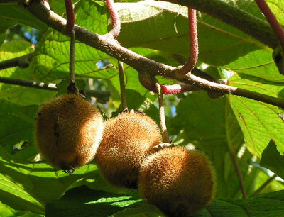 kiwi_070904.jpg