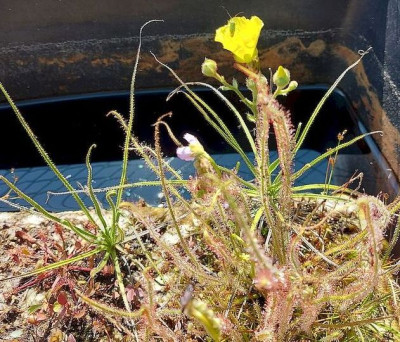 Drosophyllum in flower the other ones.jpg