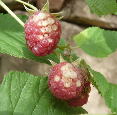 Wanzen-Himbeere.jpg