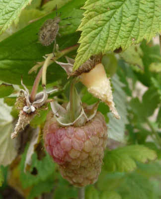 Wanzen-Himbeere2.jpg