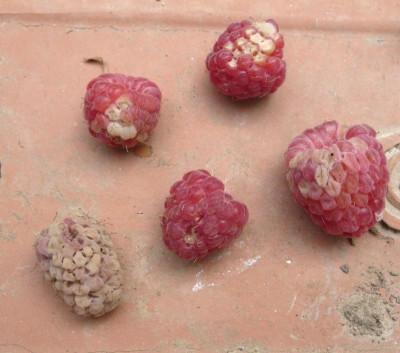 Wanzenhimbeeren.jpg