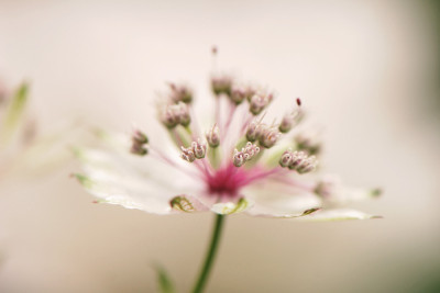 Astrantia-2-Jun1308.jpg