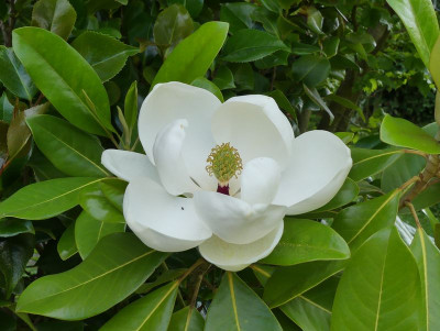 2023-06-28 Magnolia 'Maryland' 1.jpg