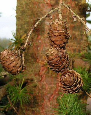 Larix_kaempferi_1510.jpg