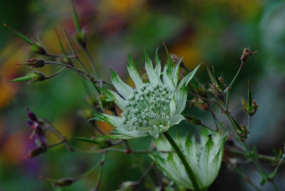 Astrantia_Princesse_Sturdza_1_03-06-2008.jpg