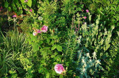 Rosa_Comte_de_Chambord_2_09-06-2008.jpg