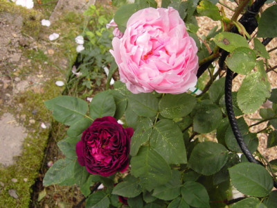 Constance-Spry-u.-Purple-Bl.jpg