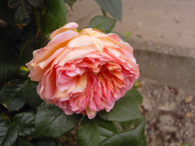 Austin-Rose.jpg
