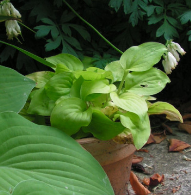 Hosta_Alaska_Gold_036.jpg