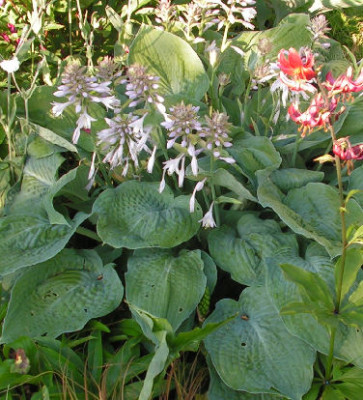 Hosta_Blaue_Welle_015.jpg