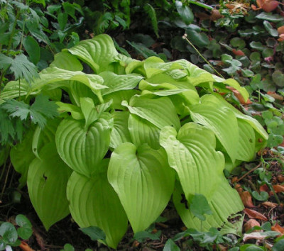 Hosta_Dresdner_Gold_031.jpg