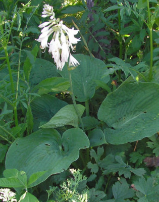 Hosta_Pottwal_012.jpg