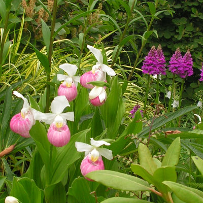Cypripedium_reginae_045.jpg