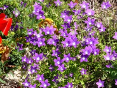 unbekannte_Glockenblume.jpg