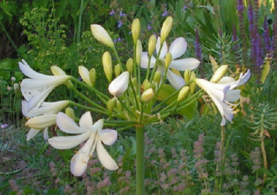 Agapanthus_Silver_Baby_020.jpg