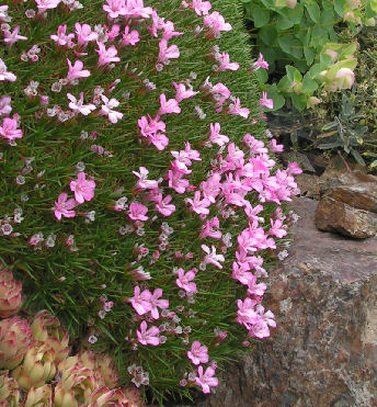 Acantholimon_trojanus_053.jpg