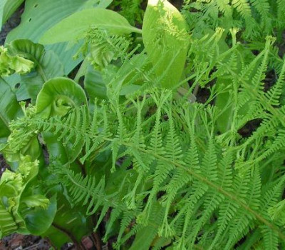Athyrium_ff_Depauperatum_Edelsteinii_022.jpg