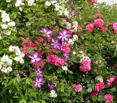 Clematis_Venosa_Violacea_vom_31.5.08.jpg