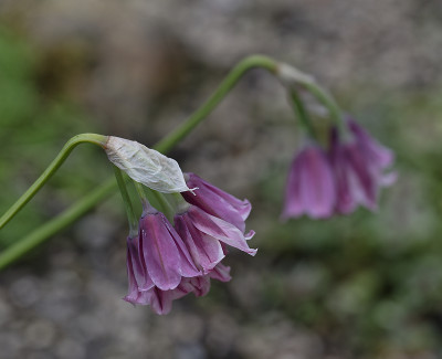 DSC_7756_DxO.jpg