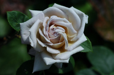 Rosa_Grey_Dawn_1_01-06-2008.jpg