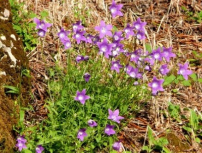 unbekannte_Glockenblume_2.jpg