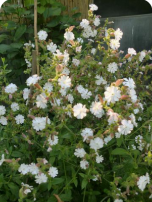IMG_20230629_191420.png