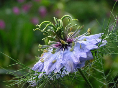 Nigella-Nov-1.jpg