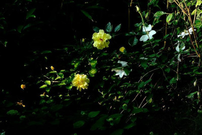 Rosa_Golden_Showers_1_09-06-2008.jpg