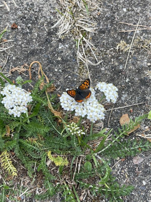 IMG_7987.jpeg