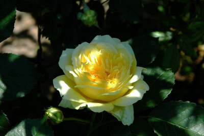 Rosa_Graham_Thomas_1_09-06-2008.jpg