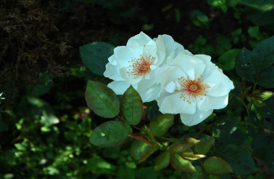 Rosa_JdP_1_09-06-2008.jpg