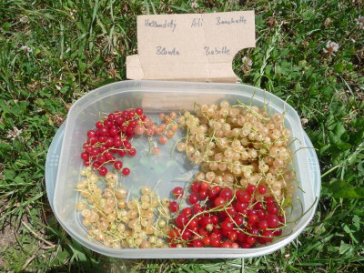 Johannisbeeren-Mix.jpg