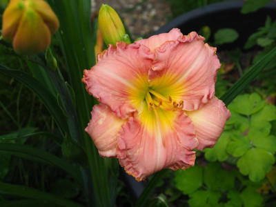 Shantih 2001 Stamile P6300004.JPG
