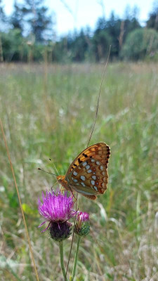 20230629_212525 Argynnis adippe.jpg