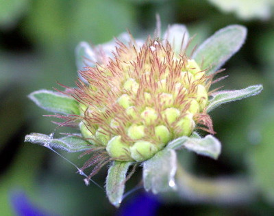 Felsen_-scabiose.jpg