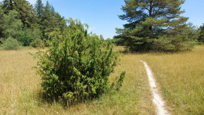 20230629_121813 Lechheide.jpg