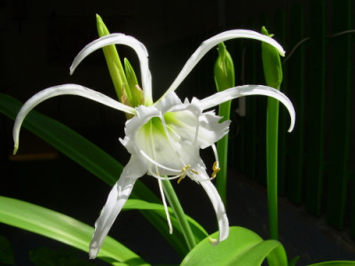 Hymenocallis_verkl..jpg