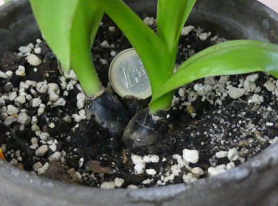 2023-01-06 Scilla madeirensis 2.jpg