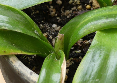 2023-07-01 Scilla madeirensis 1.jpg