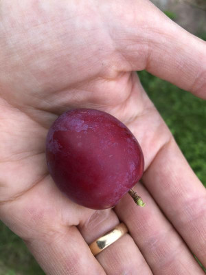 Prunus_Doncanka_Rannaja.jpeg