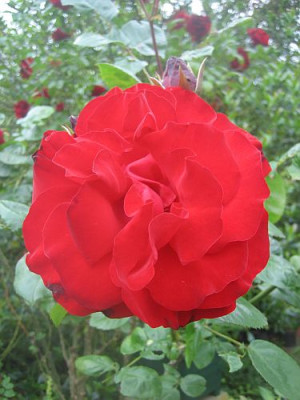 Rose_von_Scharffenberg_5374_r11.jpg