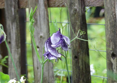 2023-07-01 Lathyrus odoratus 'Nimbus'.jpg