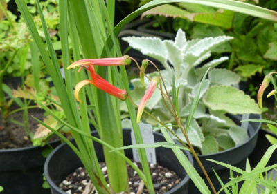2023-07-01 Lobelia laxiflora var. angustifolia 1.jpg