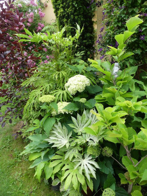 2023-07-01 Fatsia.jpg
