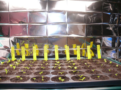 230701_Salat.jpg