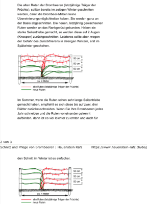 Schnitt und Pflege der Brombeeren - Hauenstein&Rafz.png