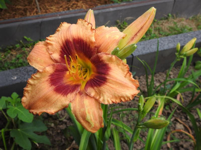 DSCN4506.JPG